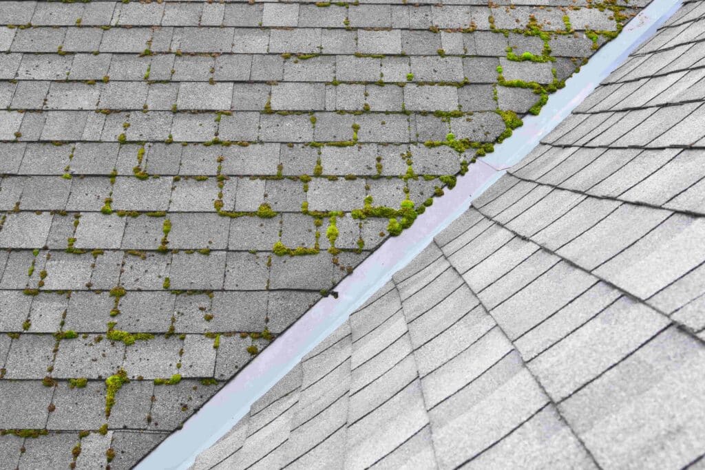 removing moss in a shingle roof