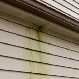 algae and mold from house siding