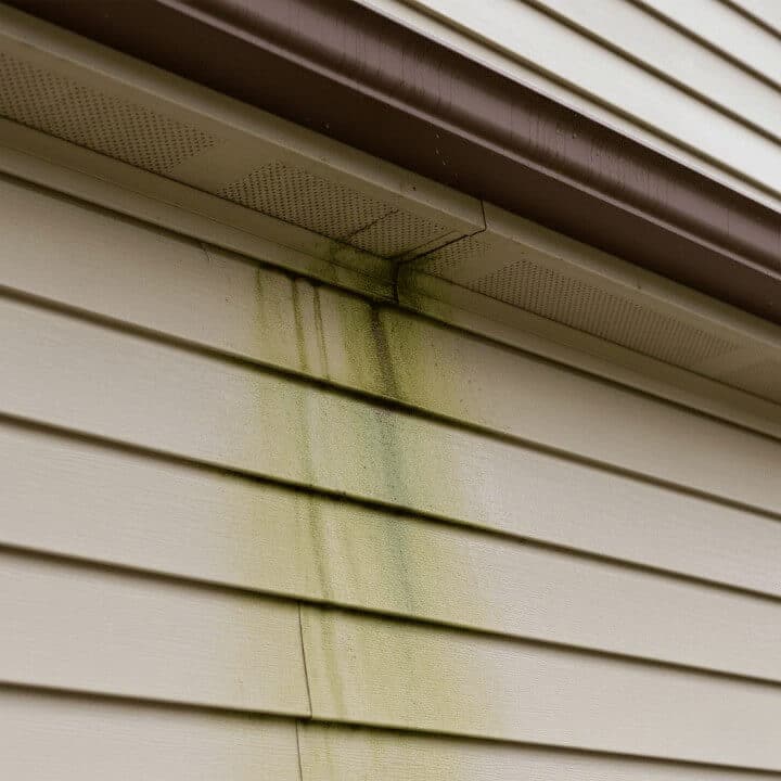 algae and mold from house siding