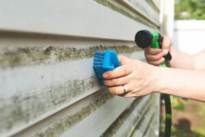 algae buildup on home siding