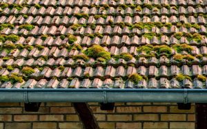 tile roof full of moss